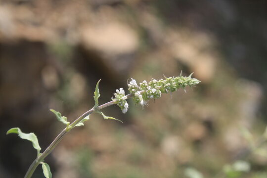Mentha longifolia or horse mint plant and white flowers