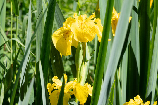 Horizontal macro of a vibrant yellow iris flower with dark veins, set against a dense background of long green sword-shaped leaves. Perfect for pond landscaping and aquatic plant guides.