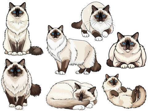 Birman cat 7 profile poses bundle pack vector illustration