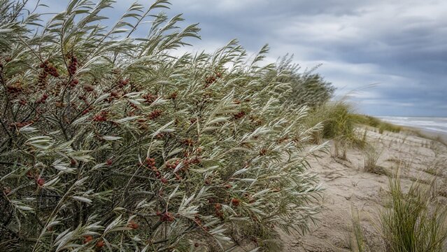 Oleaster shrubs with silvery leaves and red berries at sand dunes edge.