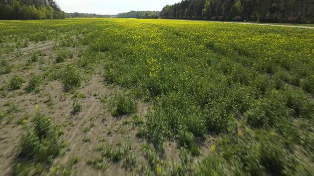 Low altitude aerial flight moving forward over a vibrant yellow rapeseed field during a sunny spring day, revealing the vast agricultural landscape bordered by a dense green forest