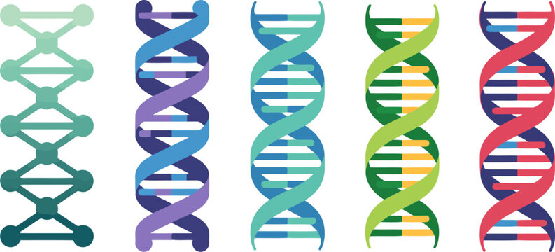 Five colorful DNA double helix strands on white background. DNA, double helix