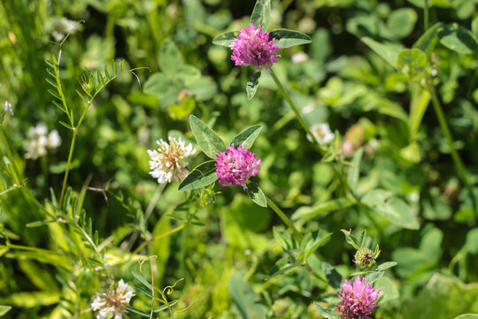 Colorful flowers bloom in a field filled with grass and greenery. Bees and insects move around as the sun shines bright in the clear sky.