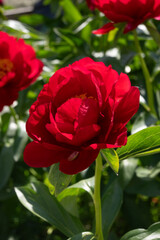 Fototapeta premium Vertical macro of a lush dark red peony bloom illuminated by sunlight. Great for romantic garden designs, luxury floral art prints, and elegant nature backgrounds.