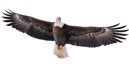 Fototapeta premium Majestic bald eagle with wings spread wide, isolated on transparent background
