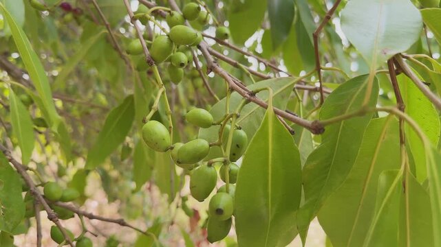 Close up view of hanging clusters of unripe green Jamun fruits attached to slender branches Surrounded by glossy leaves the developing berries highlight an early stage of fruit growth