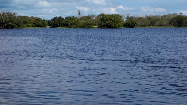 Pink river dolphins emerging from surface of river. Inia geoffrensis species, boto, Amazon river dolphin