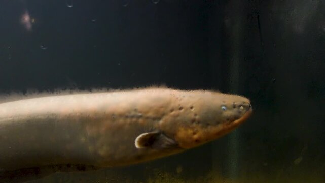 Electrophorus electricus fish, Electric Eel, in aquarium. close up view