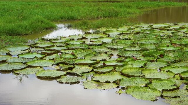 big leaves of Vitoria Regia aquatic plant wild in nature. Victoria amazonica species, native to tropical rainforest of Amazonas, Brazil