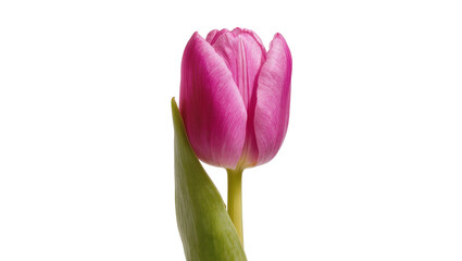 Naklejka premium Single pink tulip with green leaf and stem, isolated on transparent background