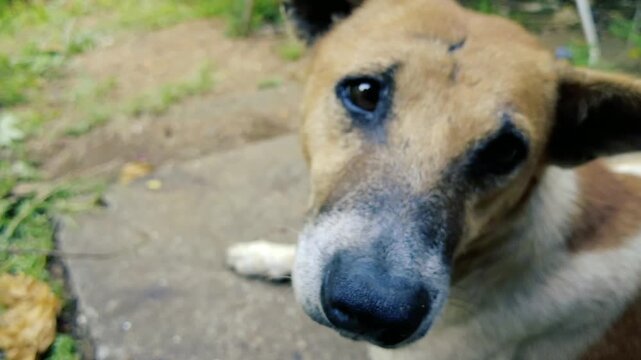 Extreme close up portrait of a stray brown mixed breed dog looking directly at the camera