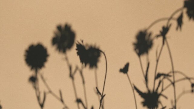 Aesthetic flowers shadows silhouette on wind overlay abstract beige background, soft light reflection from plants in summer sunlight.