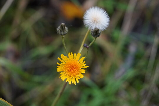 Yellow hawkweed flower blooming with white fluffy seed head on a wild meadow