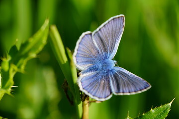 Common blue butterfly resting on a green plant stem with open wings © polikarpovaart