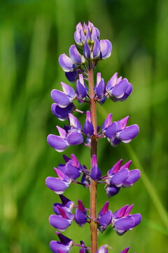 Purple lupine flower blooming on a wild meadow against green background