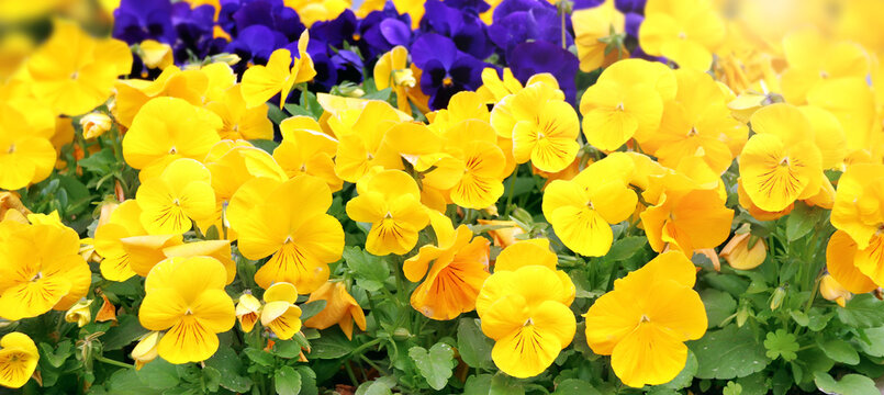 Pansy flowers on sunny beautiful nature spring background. Summer scene with Viola flowers of yellow and violet colors. Horizontal spring banner with Pansies flowers. Copy space for text