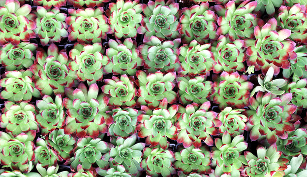 Decorative floral mix of pink and green Echeveria succulent plants. Panno - Japanese mini-garden with different succulents. Concept of small home garden. Full texture with many Echeveria succulent