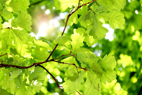 Horizontal background with lush green oak leaves. Sunny summer backdrop with a nature scene with oaks leaf. Green plant leaf on sunny background. Nature banner with a verdant leaves