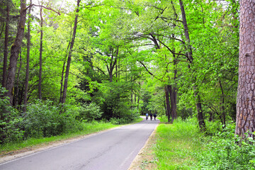 Obraz premium Picturesque landscape road in forest in sunny day. Tourists on bicycles in Belovezhskaya Pushcha Nature Reserve. Group of sportive man cycling in woodland of national park Bialowieza Forest, Europe