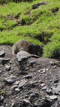 V&iacute;deo vertical de marmota joven junto a su madriguera