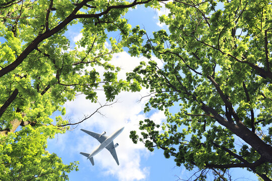 Looking up at the green forest and plane. Oak trees and aircraft against a blue sky background. Gazing at verdant woodland. View Oaks from below, fresh green leaves. Traveling the world concept