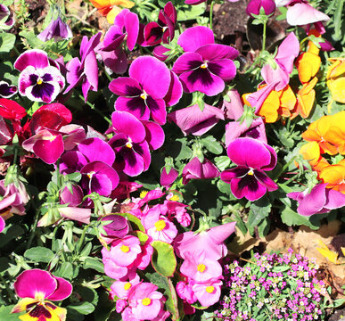 Pansy flowers on sunny beautiful nature spring background. Summer scene with Viola flowers of yellow and violet colors. Horizontal spring banner with Pansies flowers. Copy space for text