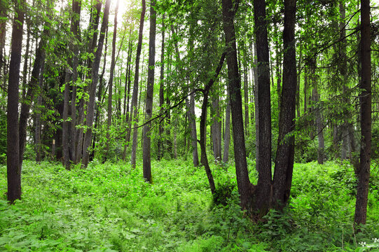 Picturesque landscape - forest in sunny day. Beautiful scene with rays of sunlight in summer forest, Belovezhskaya Pushcha Nature Reserve. Woodland in national park Bialowieza Forest, Europe