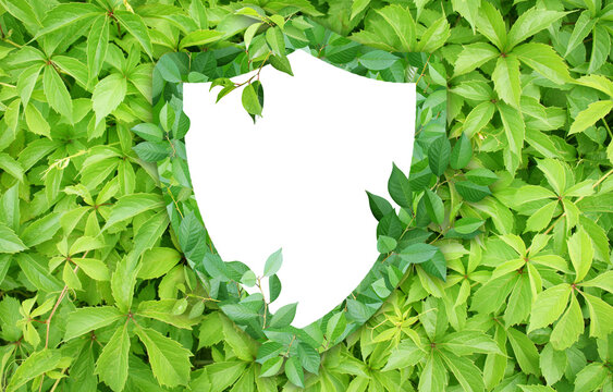 Horizontal tree bark background with shield made from green leaves. Safety, global ecological resource, go green concept. Environmental conservation, wildlife protection, Eco-friendly, Green energy