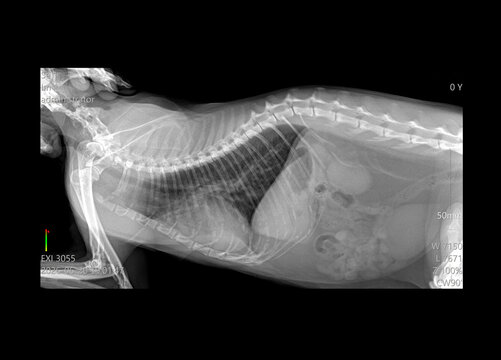 Animal x-ray. Cat x-ray. Cat show in normal x-ray film. X-ray of a 12 year old male cat shows chest and abdominal organs. X-ray of thorax and abdomen of cat, showing skeletal and thoracic structures