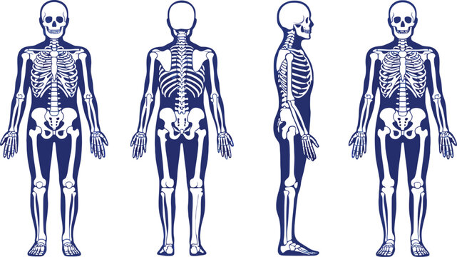 Human Skeleton Anatomy Set with Front, Back, and Side Views, Detailed Medical Illustration of the Skeletal System for Education and Healthcare.