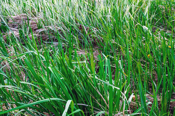 Obraz premium Mown green grass in a field. Freshly cut meadow after lawn mowing in spring. Close-up view of nature landscape texture for garden maintenance, agriculture, ecology, and land management