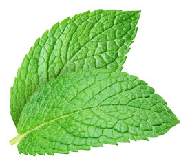 Green mint leaves set isolated on transparent background. Mint leaves set isolated with PNG © URSA Star