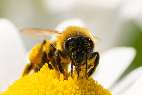 Pollen covered mining bee on daisy flower macro