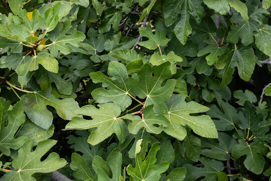 Fig tree leaves and green foliage seen from above showing lobed leaf shape and natural texture overhead