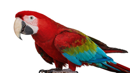 Vibrant red and blue macaw parrot perched on a branch, isolated on transparent background © Maria