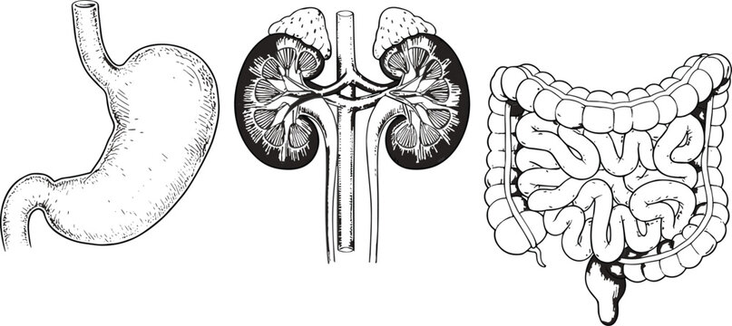 Human digestive and excretory system, stomach kidneys intestines diagram