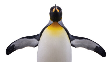 King penguin with outstretched wings, isolated on transparent background © Maria