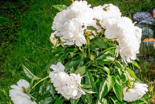 white flowers in the garden