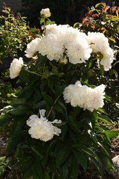 white flowers in the garden