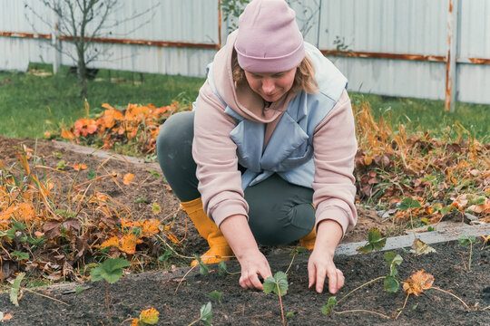Seasonal garden maintenance in peaceful setting. Woman, digging, raking leaves and planting suburban backyard in autumn weather. Calm female in jacket tending outdoor during fall cleanup activities