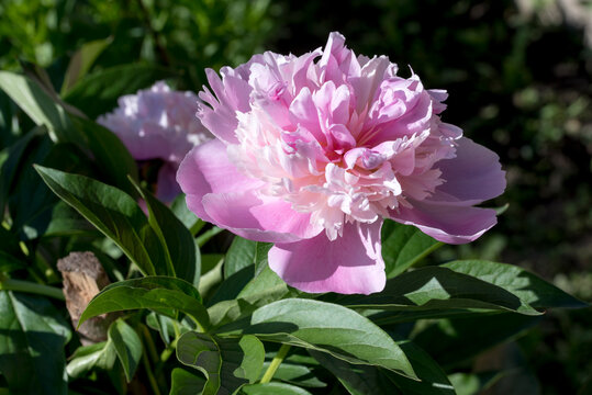 pink rose bush
