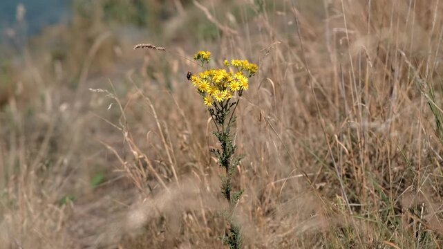A close-up of a bright yellow wild ragweed flower standing in a field of dry brown grass with a small insect.