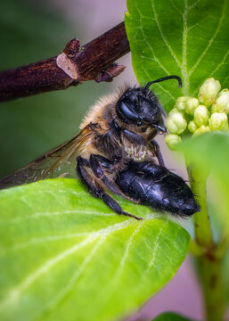 View of a bee resting on a vibrant green leaf next to small flower buds and a dark twig Oldtown, County Dublin, Ireland.