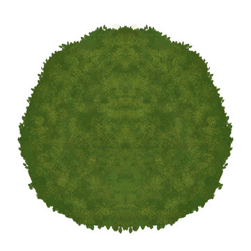 Ariel or Top View of Tree