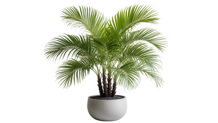Fototapeta premium Lush green palm tree in a white pot with dark soil, isolated on transparent background