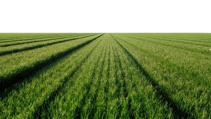 Fototapeta premium Green grass field with parallel rows and long shadows, isolated on transparent background