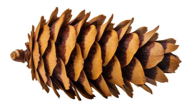 Detailed pine cone with brown and tan scales, isolated on transparent background