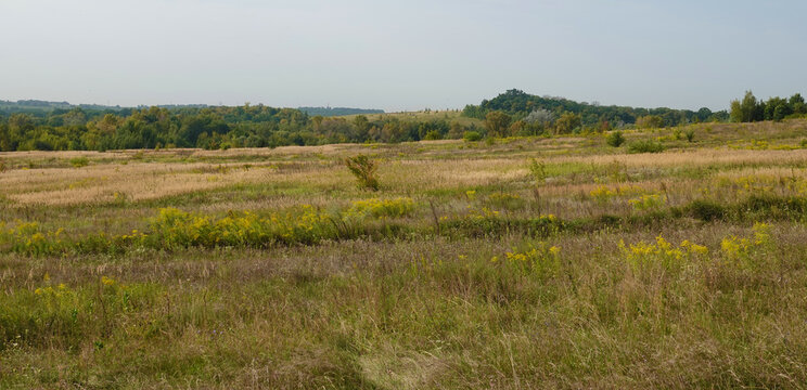 Summer field with grass and forest