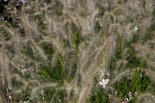 The plant Pinnacle foxtail