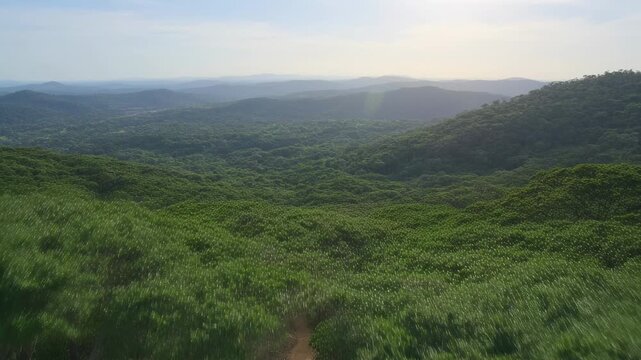 Launching drone gliding along narrow dirt trail through low-canopy trees, revealing hills